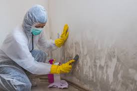 Best Mold Odor Removal Services  in Howland Center, OH